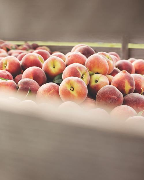 A close-up of a wooden crate filled with fresh, ripe peaches.