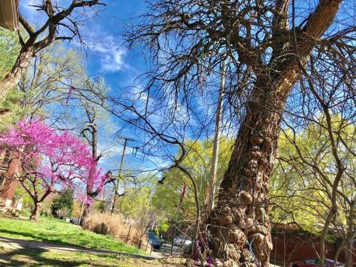A vibrant scene featuring a twisted tree, blooming pink flowers, and lush green foliage under a bright blue sky.