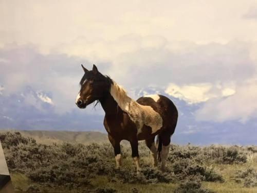 A brown and white horse stands in a grassy field with mountains and cloudy skies in the background.