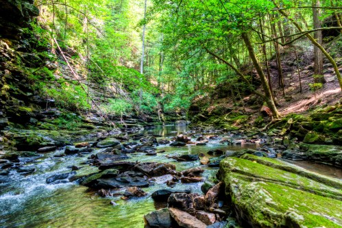 A serene forest scene with a flowing creek surrounded by lush green trees and rocky banks.