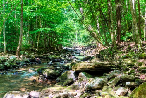 A serene forest scene with a clear stream flowing over rocks, surrounded by lush green trees and foliage.