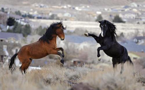 Two horses, one brown and one black, playfully rearing up in a grassy area with a distant landscape of houses and hills.