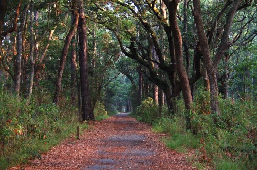 A serene forest path lined with tall trees and scattered leaves, inviting exploration into the lush greenery.