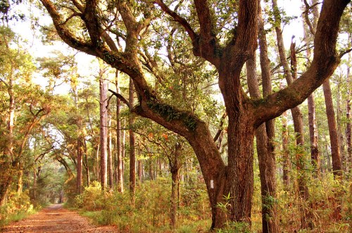 A serene forest path lined with tall trees and lush greenery, illuminated by soft, natural light.