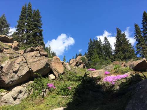 A scenic view of rocky terrain with vibrant pink flowers and tall evergreen trees under a clear blue sky.