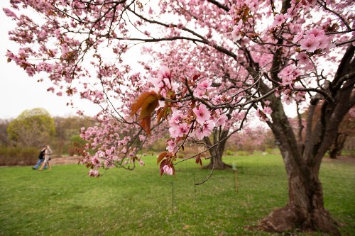 Cherry blossom tree in bloom with pink flowers, people walking in a lush green park in the background.