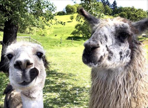 Two llamas stand close together in a green field, surrounded by trees and rolling hills.