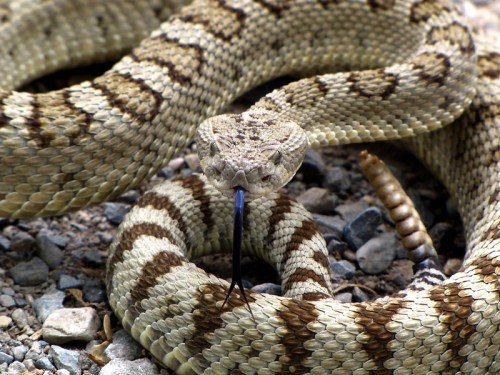 A close-up of a coiled snake with a patterned, tan and brown body, flicking its tongue on a gravel surface.