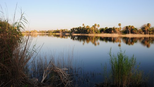 A tranquil river scene with palm trees and tall grasses reflecting on calm water under a clear blue sky.