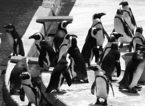 A group of penguins standing together on a rocky surface in black and white.