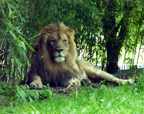 A lion resting on the grass, surrounded by greenery, with a calm expression and a majestic mane.