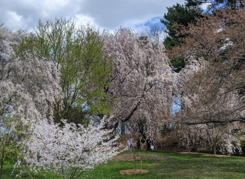 Blossoming cherry trees in a park, with pink and white flowers against a backdrop of green grass and cloudy sky.