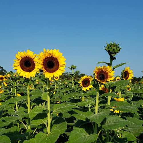 A field of vibrant sunflowers under a clear blue sky, with one sunflower bud in the background.