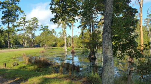 A serene wetland scene with cypress trees, still water, and lush greenery under a clear blue sky.
