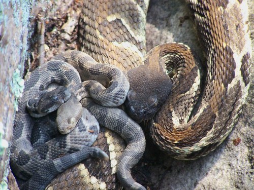 A close-up of several snakes intertwined on a rocky surface, showcasing their scales and textures.