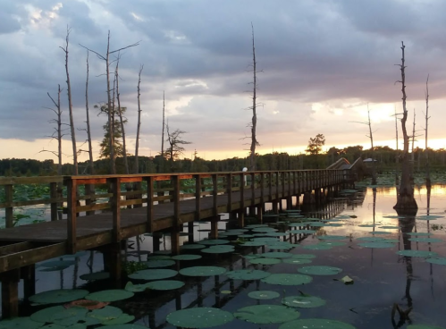 A wooden dock extends over a serene lake filled with lily pads, surrounded by trees and a colorful sunset sky.