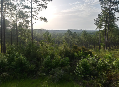 A scenic view of a lush green forest with tall trees and a distant horizon under a clear sky.