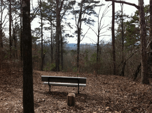 A solitary bench in a wooded area, surrounded by trees and fallen leaves, overlooking a distant view.