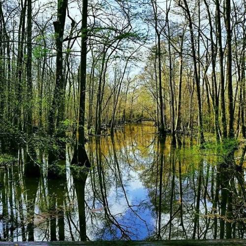A serene swamp scene with tall trees reflecting in calm water under a clear blue sky.