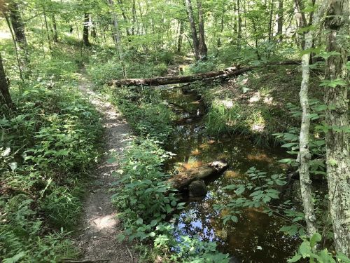 A serene forest scene with a narrow path beside a small, reflective stream surrounded by lush greenery.