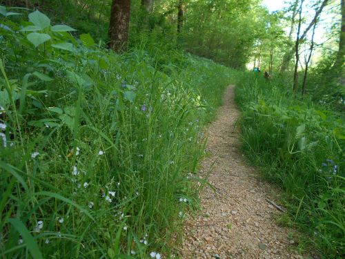 A winding gravel path through lush green grass and wildflowers in a serene forest setting.