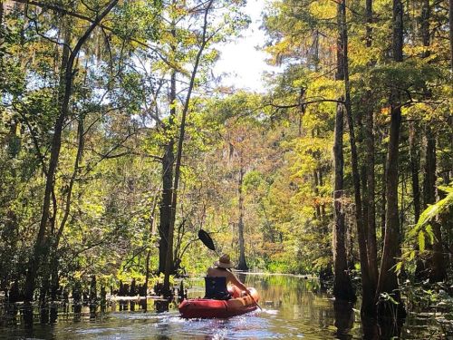 A person paddles a kayak through a serene, tree-lined waterway in a lush, green forest. Sunlight filters through the leaves.