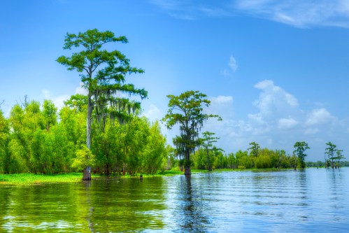 Lush green trees reflect in calm waters under a bright blue sky, creating a serene wetland landscape.
