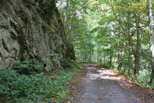 A serene forest path lined with trees and rocky cliffs, surrounded by lush greenery and fallen leaves.
