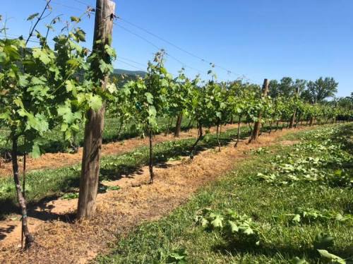 A sunny vineyard with rows of grapevines and green grass under a clear blue sky.