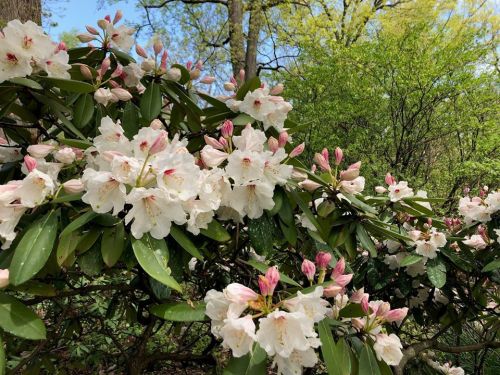 A lush bush covered in white and pink flowers, surrounded by green leaves and trees in a bright, sunny setting.