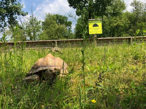 A turtle grazes in a grassy area near a sign for a turtle sanctuary. Trees and blue sky are visible in the background.