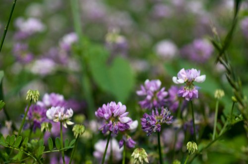 A field of purple and white wildflowers, softly blurred in the background, with green foliage surrounding them.