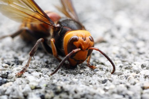 Close-up of a hornet on a textured surface, showcasing its orange and black body and prominent antennae.