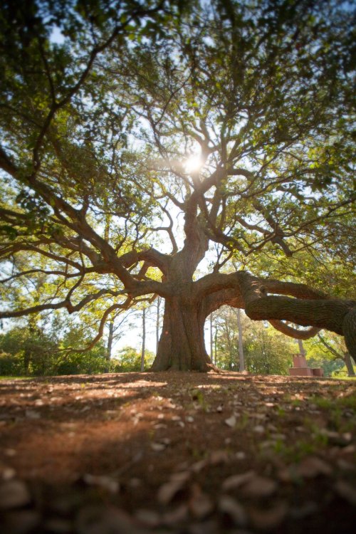 A large tree with sprawling branches and sunlight filtering through the leaves, casting shadows on the ground.