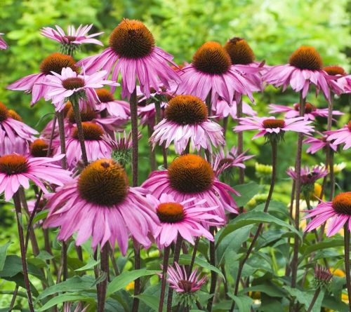A vibrant cluster of pink coneflowers with brown centers, surrounded by lush green foliage.