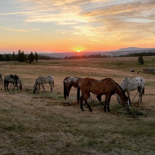 Horses grazing in a field at sunset, with a colorful sky and distant mountains in the background.