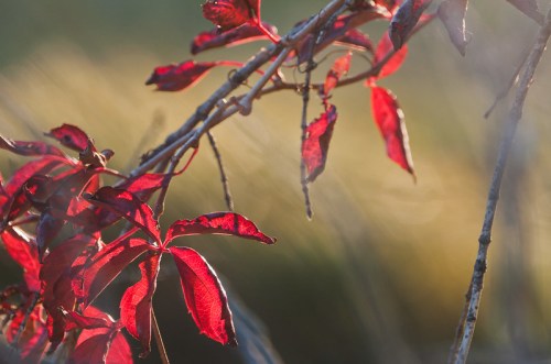 Close-up of vibrant red leaves on a branch, softly illuminated by sunlight against a blurred background.