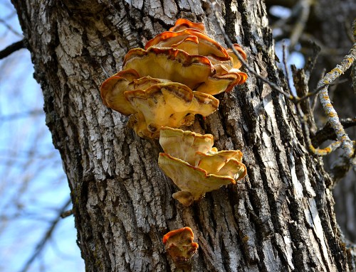 Three vibrant orange and yellow mushrooms growing on a textured tree trunk against a clear blue sky.
