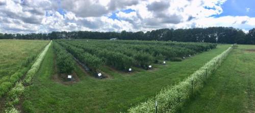 A panoramic view of a lush blueberry farm with rows of bushes under a partly cloudy sky.