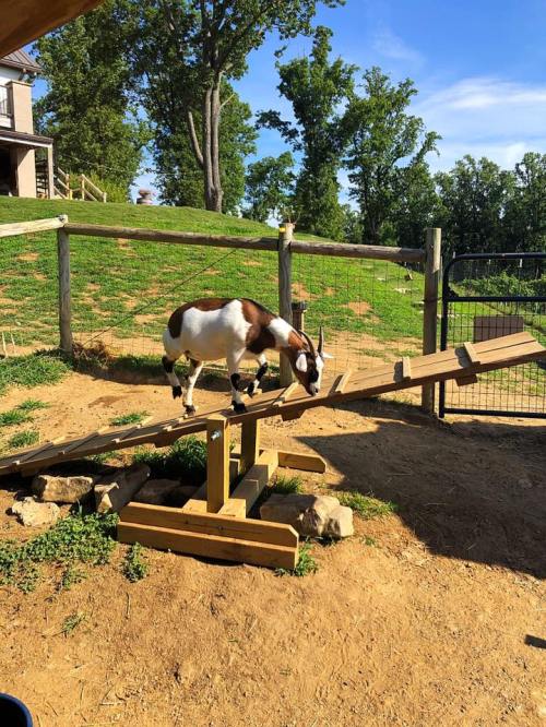 A goat walks along a wooden ramp in a sunny outdoor setting with trees in the background.