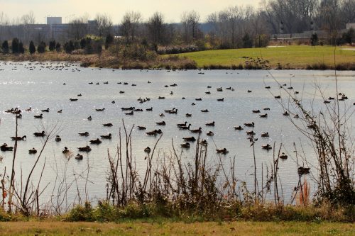 A serene lake filled with numerous ducks, surrounded by grassy banks and trees under a clear sky.