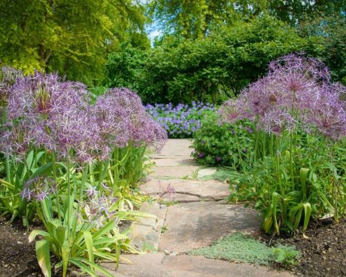 A stone pathway lined with purple flowers leads through a lush garden filled with greenery and colorful blooms.