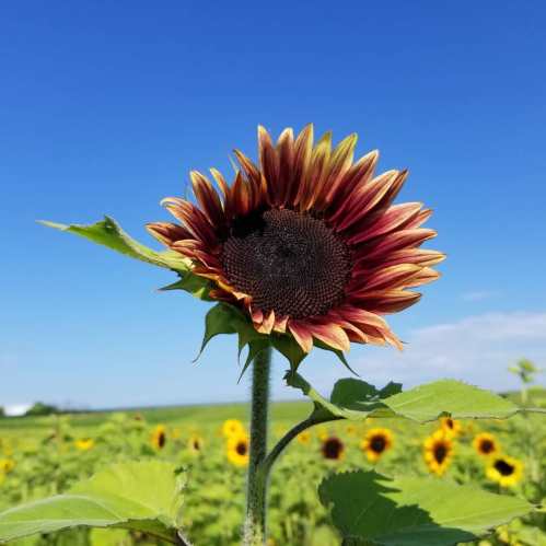 A vibrant sunflower with reddish-brown petals stands against a clear blue sky, surrounded by a field of sunflowers.
