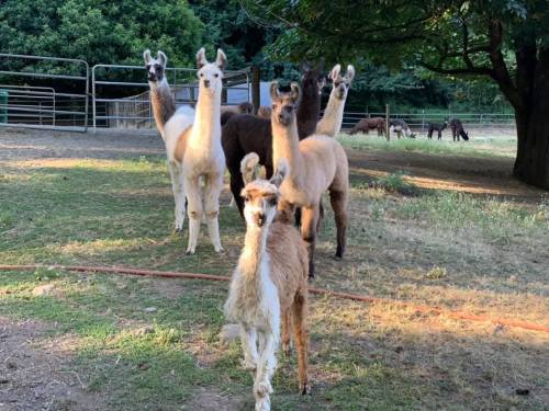 A group of llamas standing in a grassy area, with trees and a fence in the background.