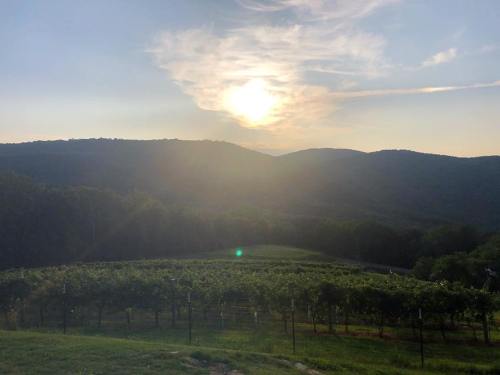 A scenic view of a vineyard at sunset, with rolling hills and a cloudy sky in the background.