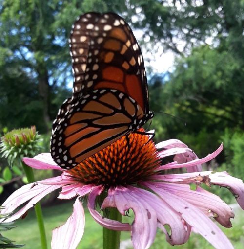 A monarch butterfly perched on a pink coneflower, surrounded by greenery in a sunny garden.