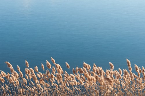 Tall golden grasses sway gently above a calm blue body of water, reflecting soft light.