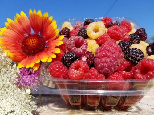 A clear container filled with red, yellow, and black raspberries, surrounded by colorful flowers against a blue sky.