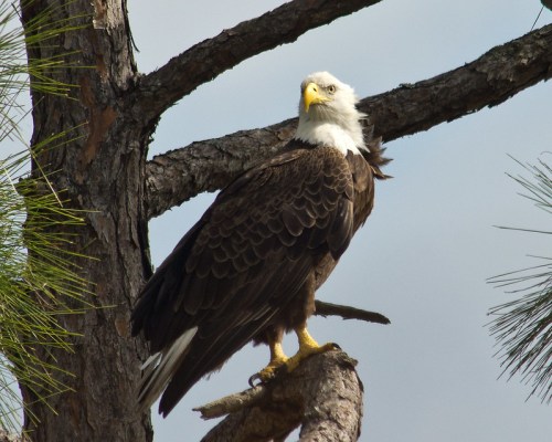 A majestic bald eagle perched on a tree branch, looking confidently into the distance against a cloudy sky.