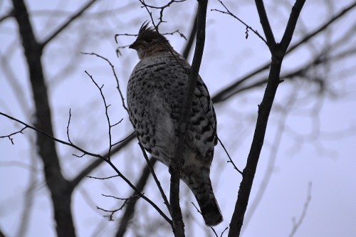 A bird perched on a bare branch, surrounded by a gray sky and tree silhouettes.
